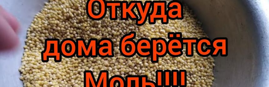 Незваные гости - как избавиться от моли в доме